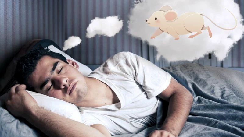 Mơ Thấy Chuột Có Ý Nghĩa Gì?